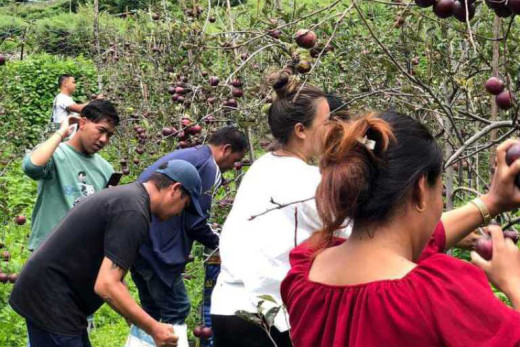 मनाङमा सडक बन्द भए बारीमै कुहिन्छ स्याउ